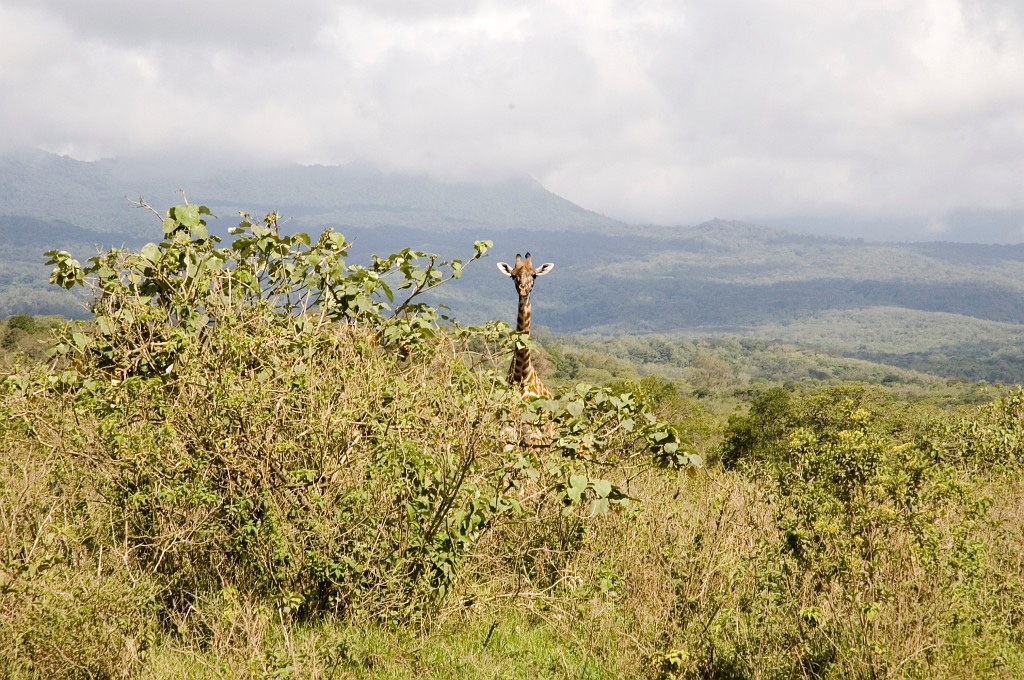 Arusha giraf00.jpg - Giraffe (Giraffa camelopardis), Tanzania 2006